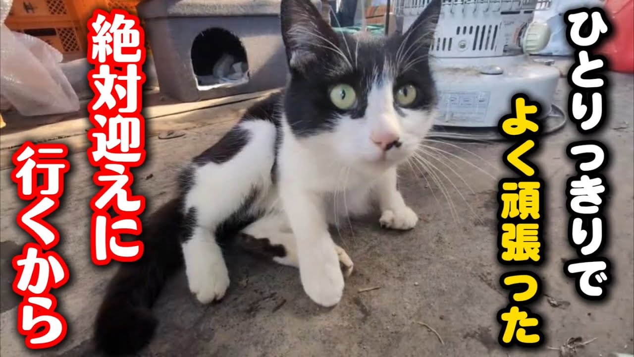 厳しい冬をひとり乗り越えた母猫を必ず迎えに行きます