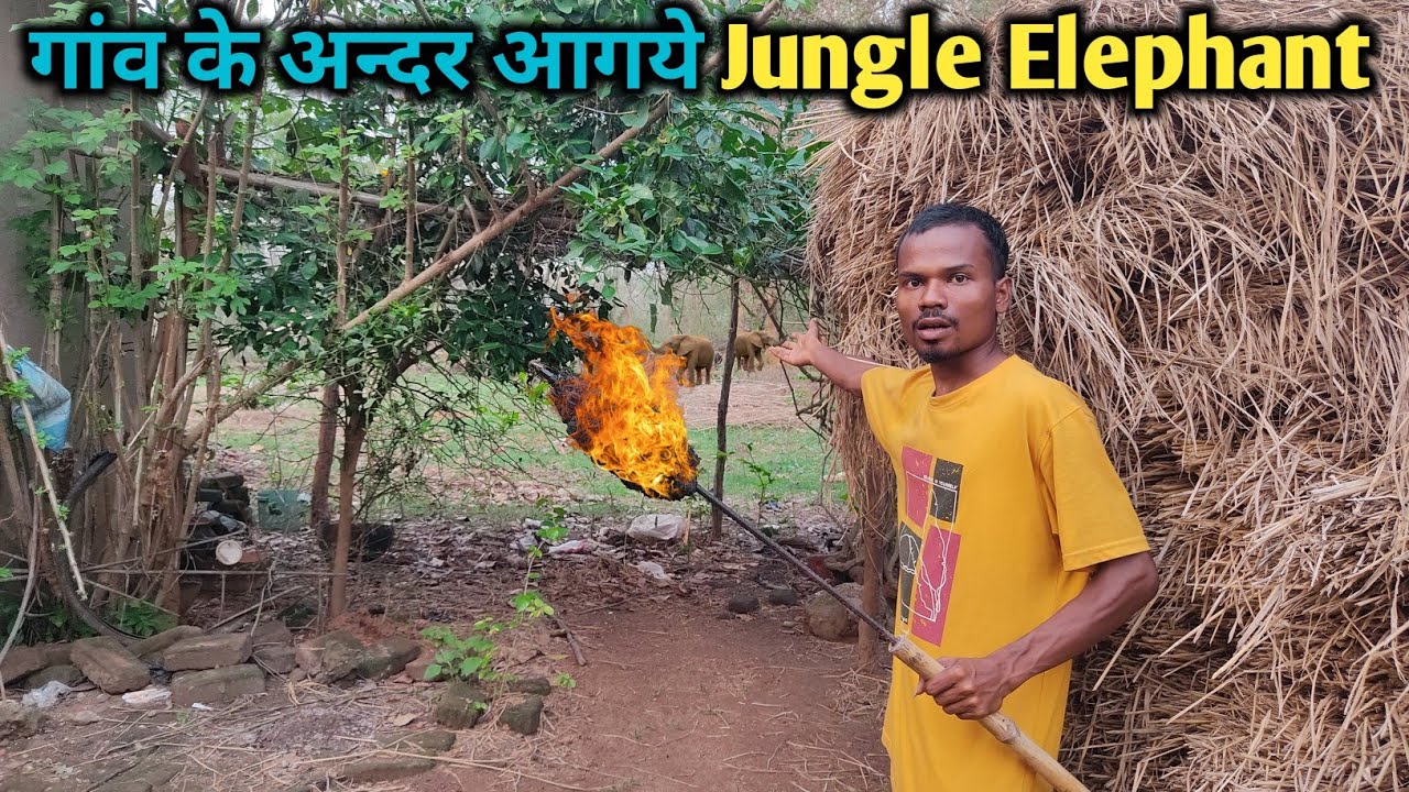 गांव के अन्दर आगये Jungle Elephant | एक आदमी मरते मरते बचगया | Pure Jungle Lifestyle #vlog