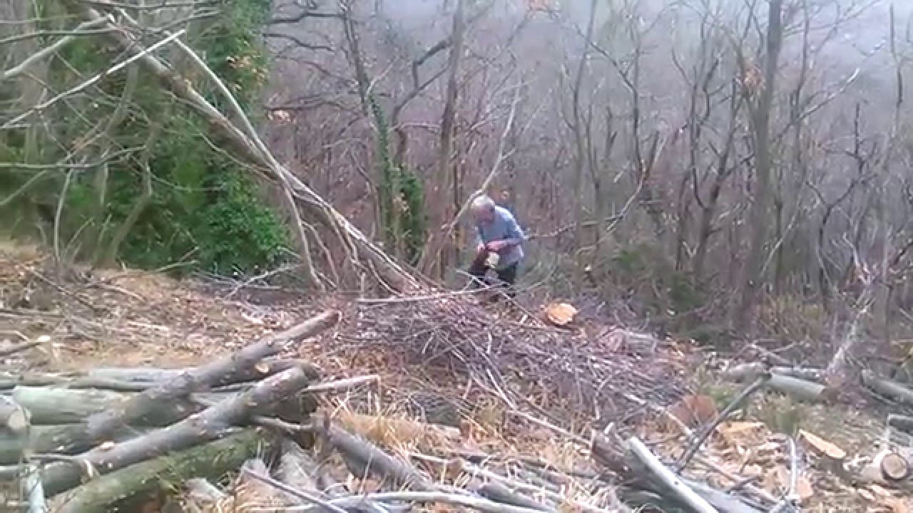 Tagliare la legna nel bosco 29-1-2016