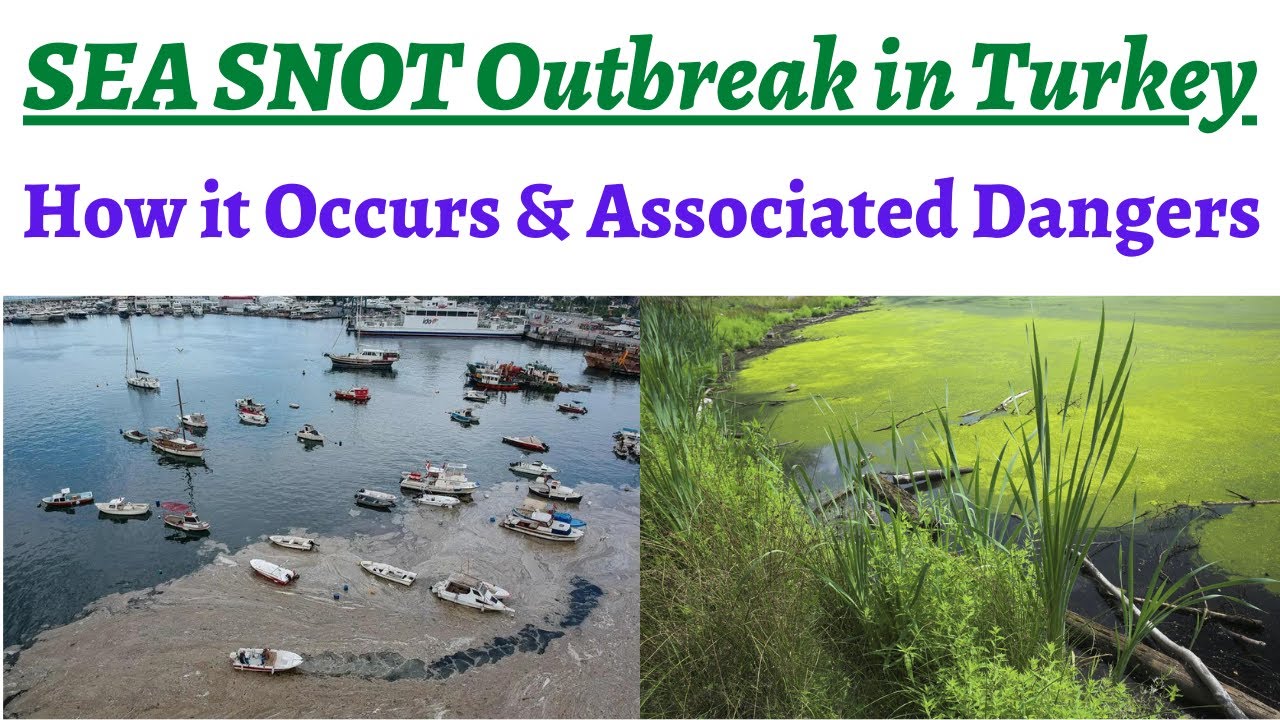 ‘Sea Snot’ outbreak in Sea of Marmara Turkey - Reasons, How algae grows, Geographical Locations