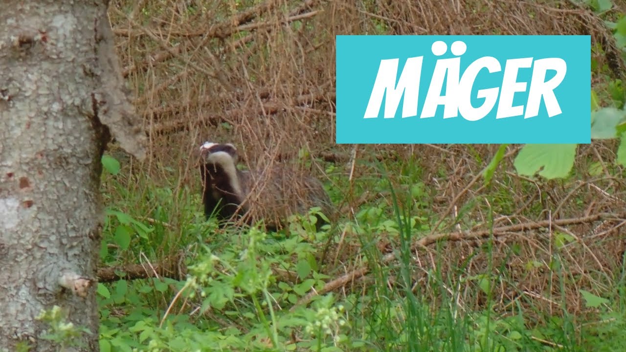 M&auml;ger (Meles meles; European badger) - Eesti elurikkus
