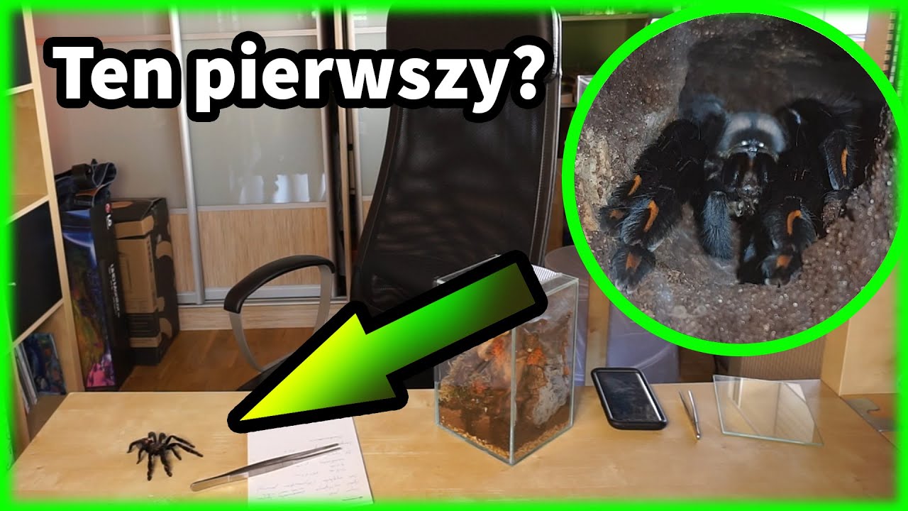 Czemu Psalmopoeus irminia jest IDEALNYM ptasznikiem na początek :D