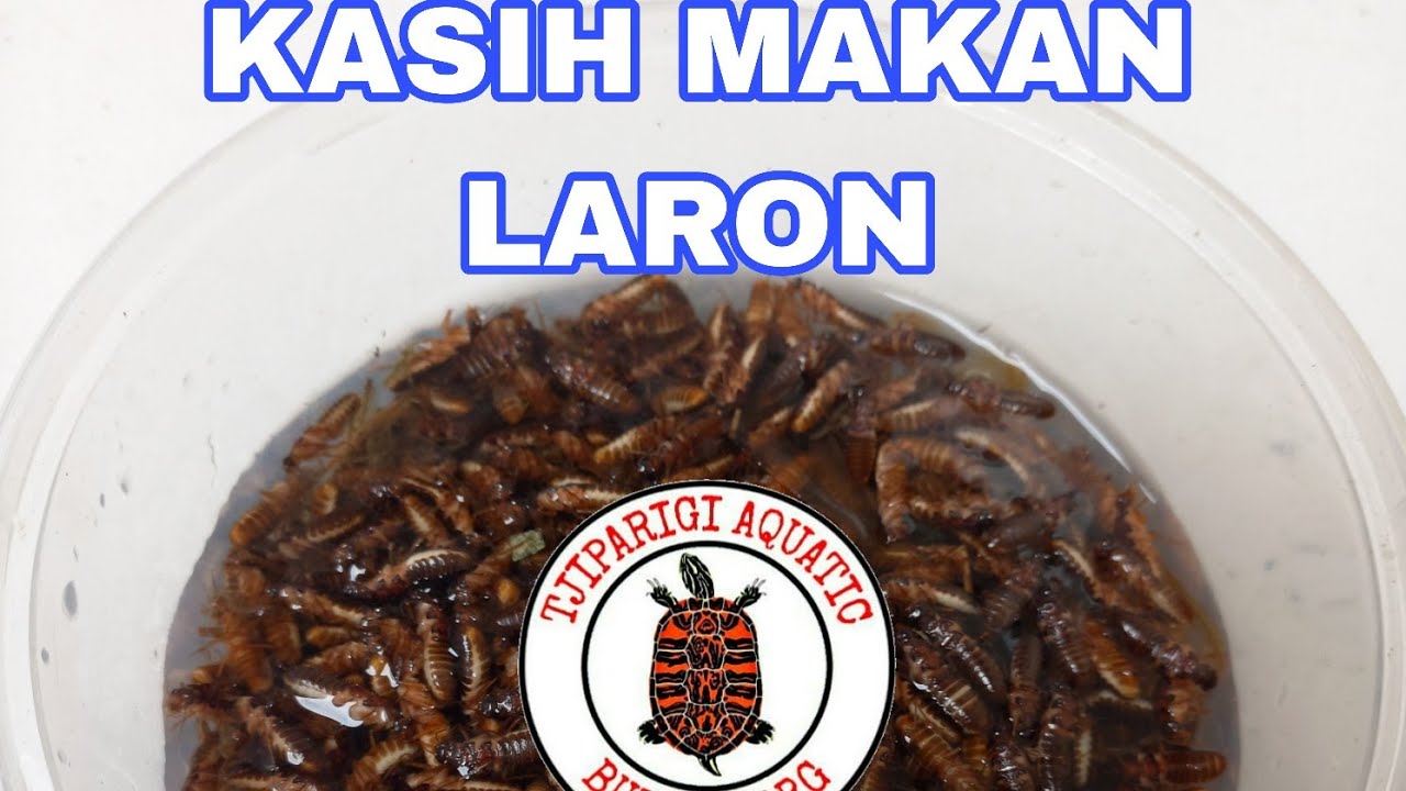 Habis kasih makan Laron dan Pelet Lele. Tjiparigi Aquatic Official sedang live sekarang!