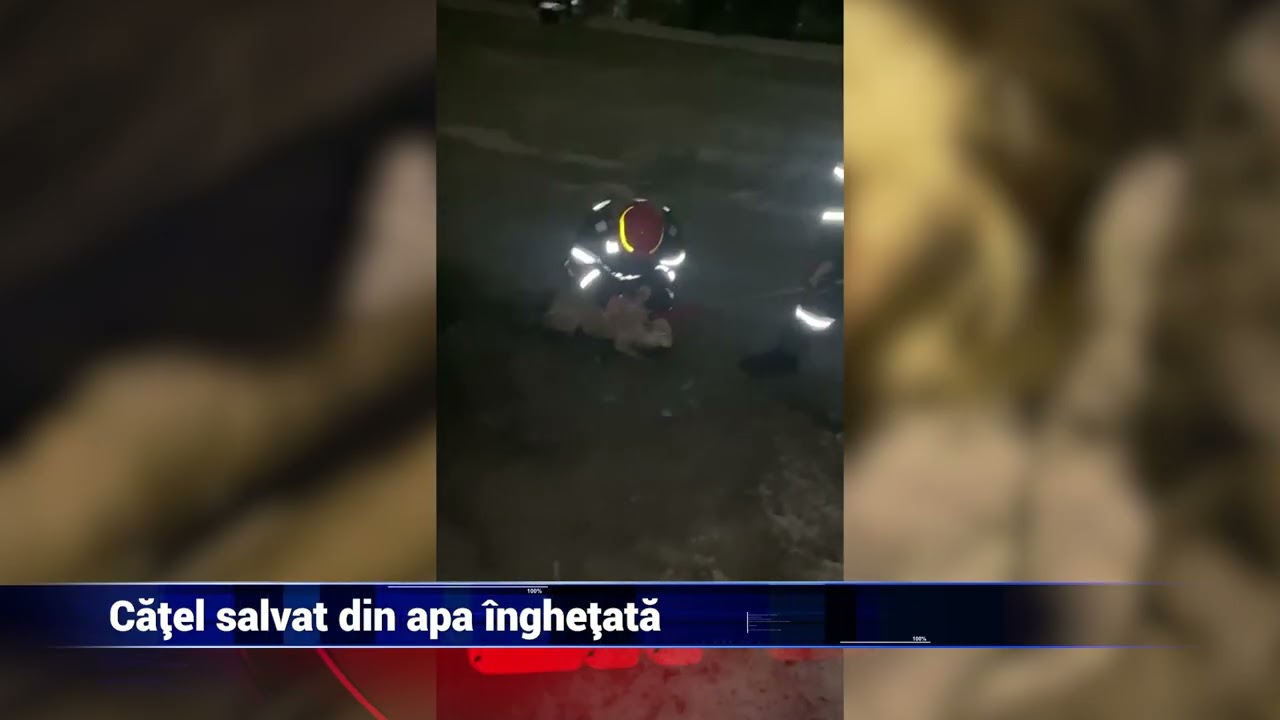 Căţel salvat din apa &icirc;ngheţată