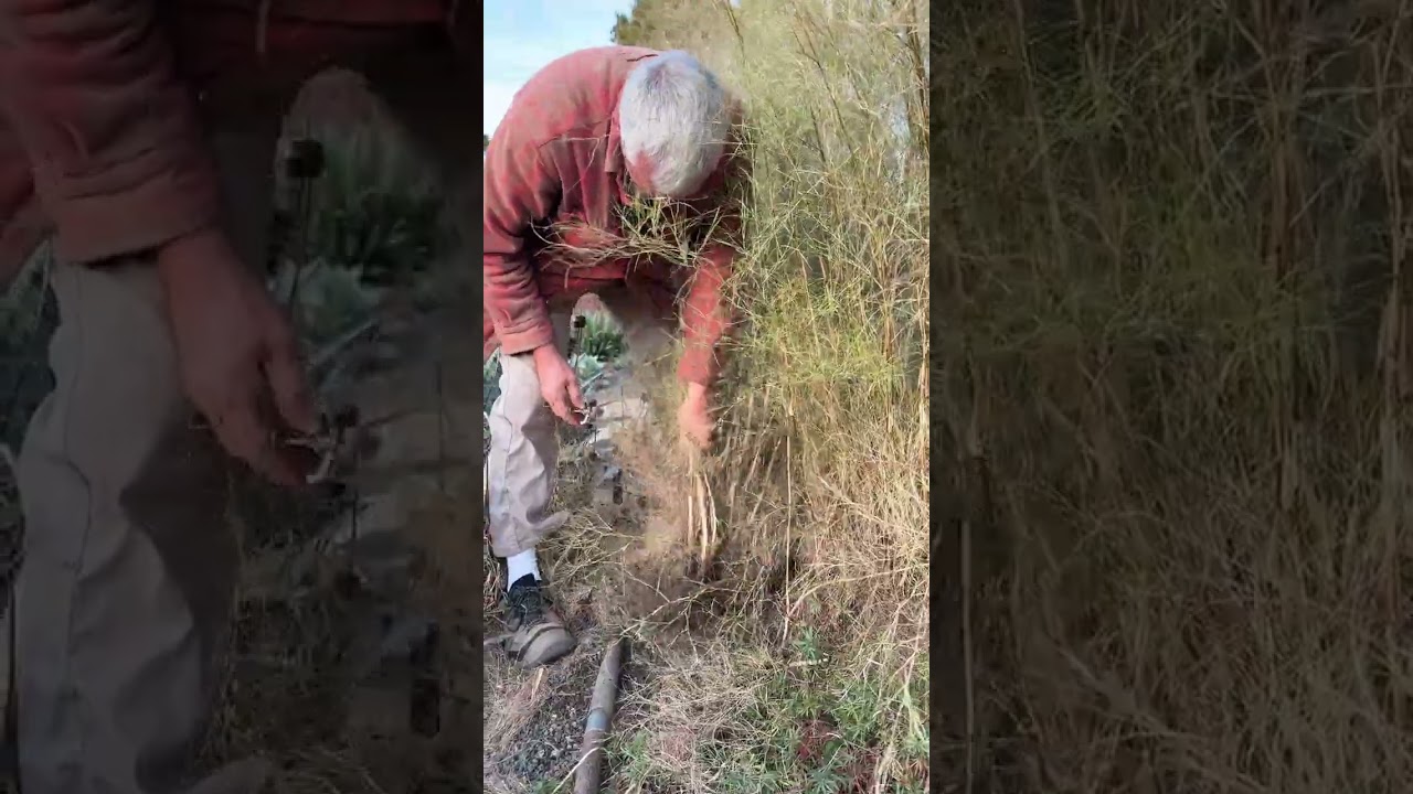 Muhlenbergia dumosa (Bamboo muhly) division (don't do this in spring!) #perennials