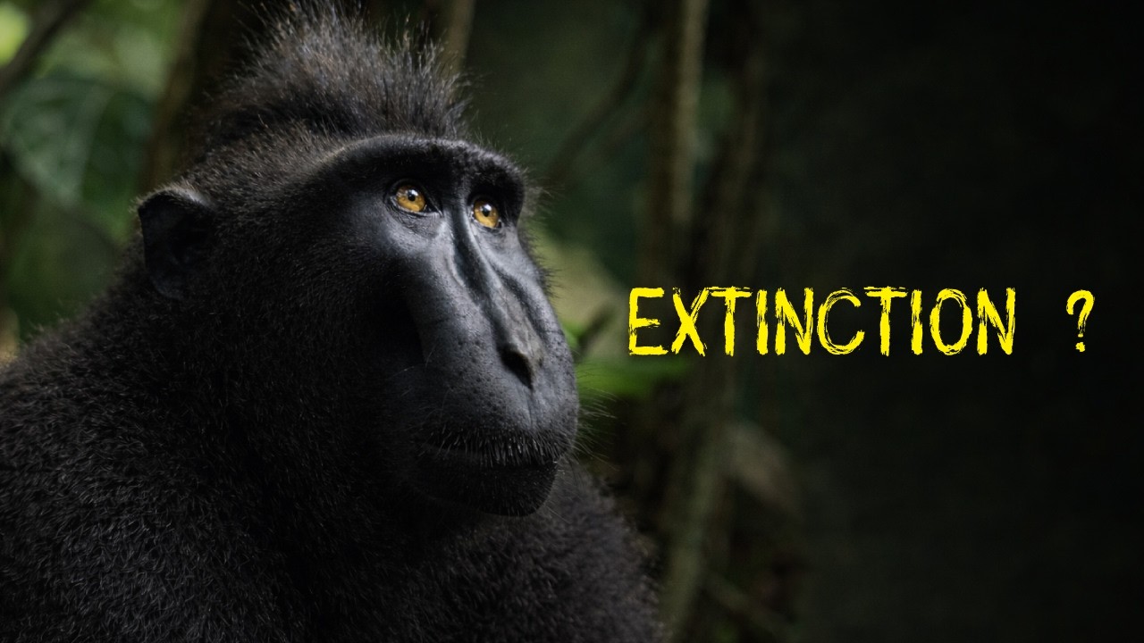 Ce singe risque de disparaître : Le MACAQUE NOIR