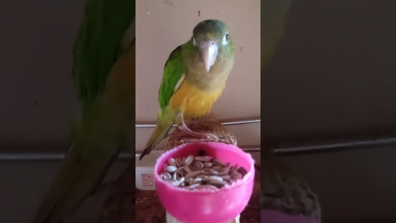 esse meu caboco fala