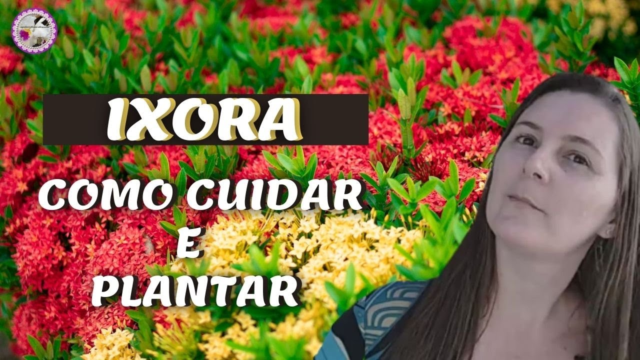 ORQUÍDEAS E PLANTAS ABENÇOADAS - IXORA COMO CUIDAR E PLANTAR