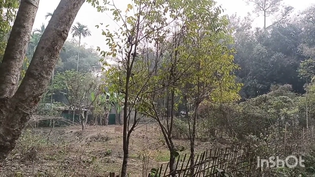 সাঁচি গছ মৰে কিয়?