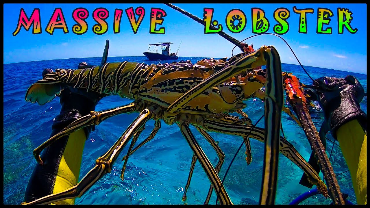 MASSIVE LOBSTERS!!! Enormes Langoustes Versicolor + camping 3 jours lagon sud NC. Part 1