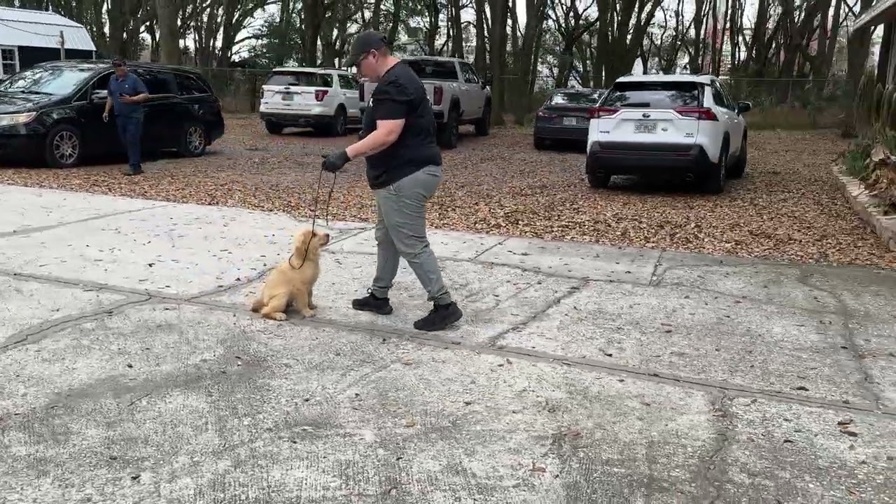 Goose - Training 