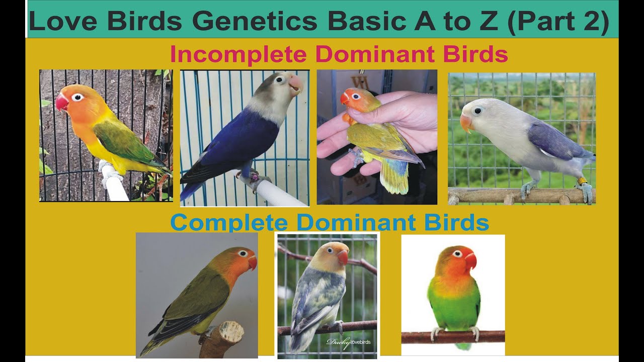 Love Birds Genetics Basic A to Z (Part 2)