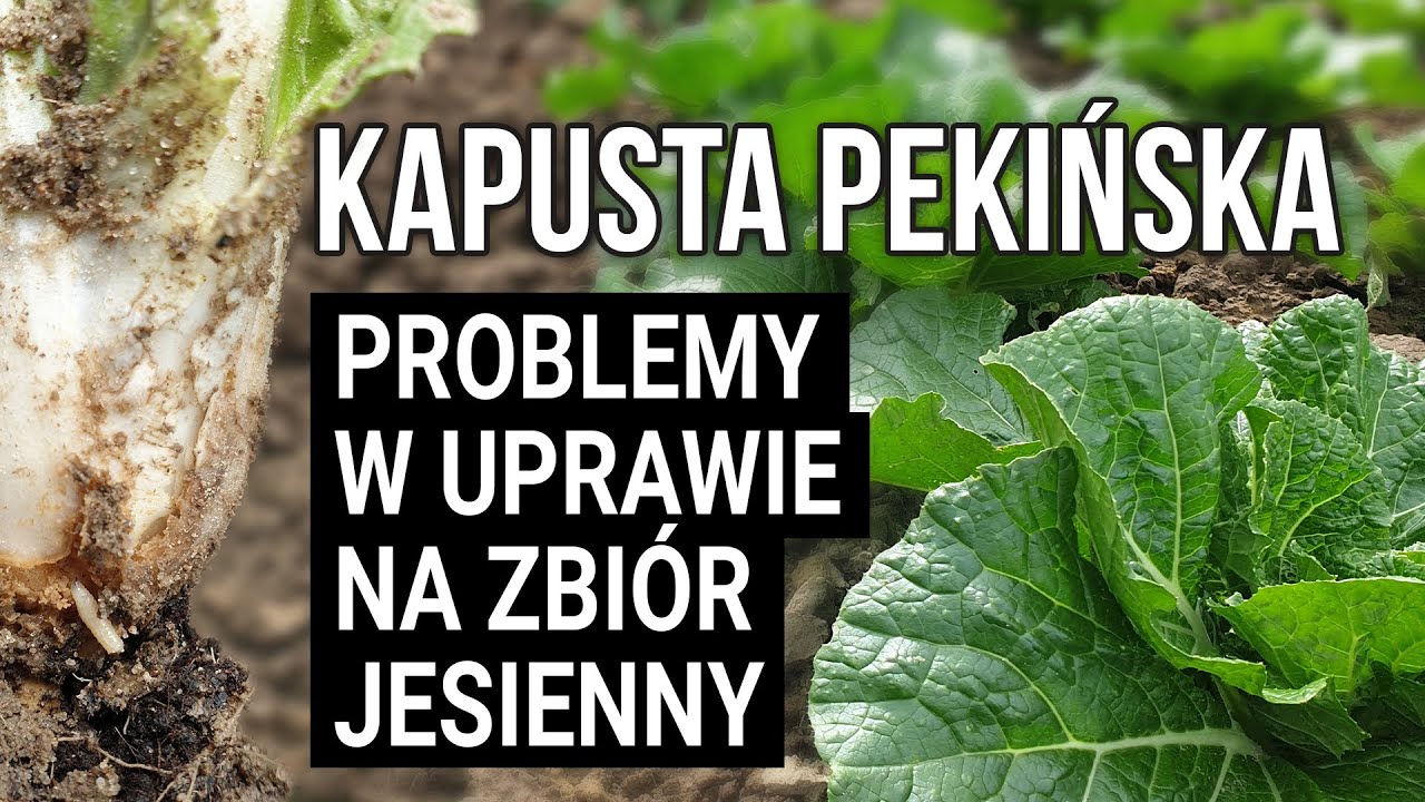 Problemy w uprawie kapusty pekińskiej na zbi&oacute;r jesienny