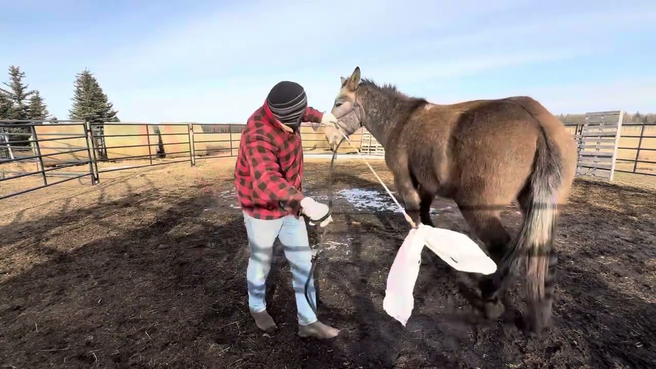 Working Mule - 1