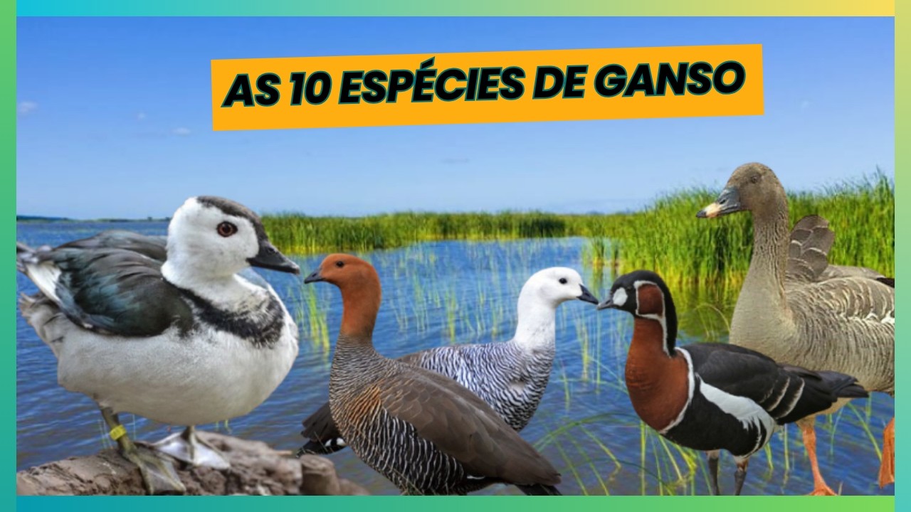 as 10 Incríveis espécies de Gansos