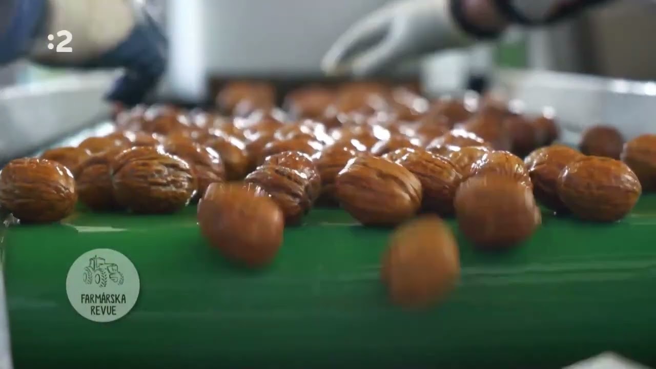 Podunajské orechy - proces pestovania a spracovania orechov