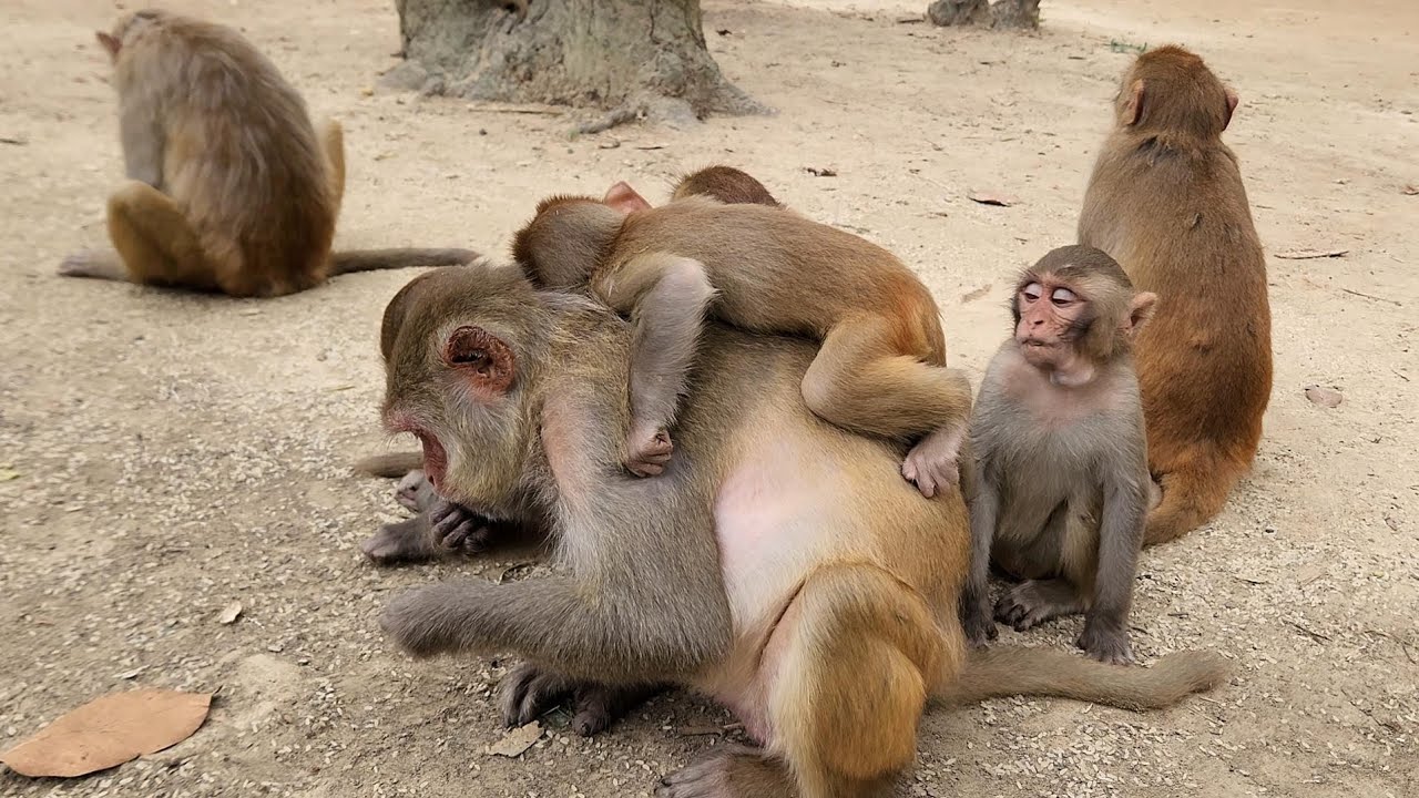 There is no comparison to the love of a mother monkey.