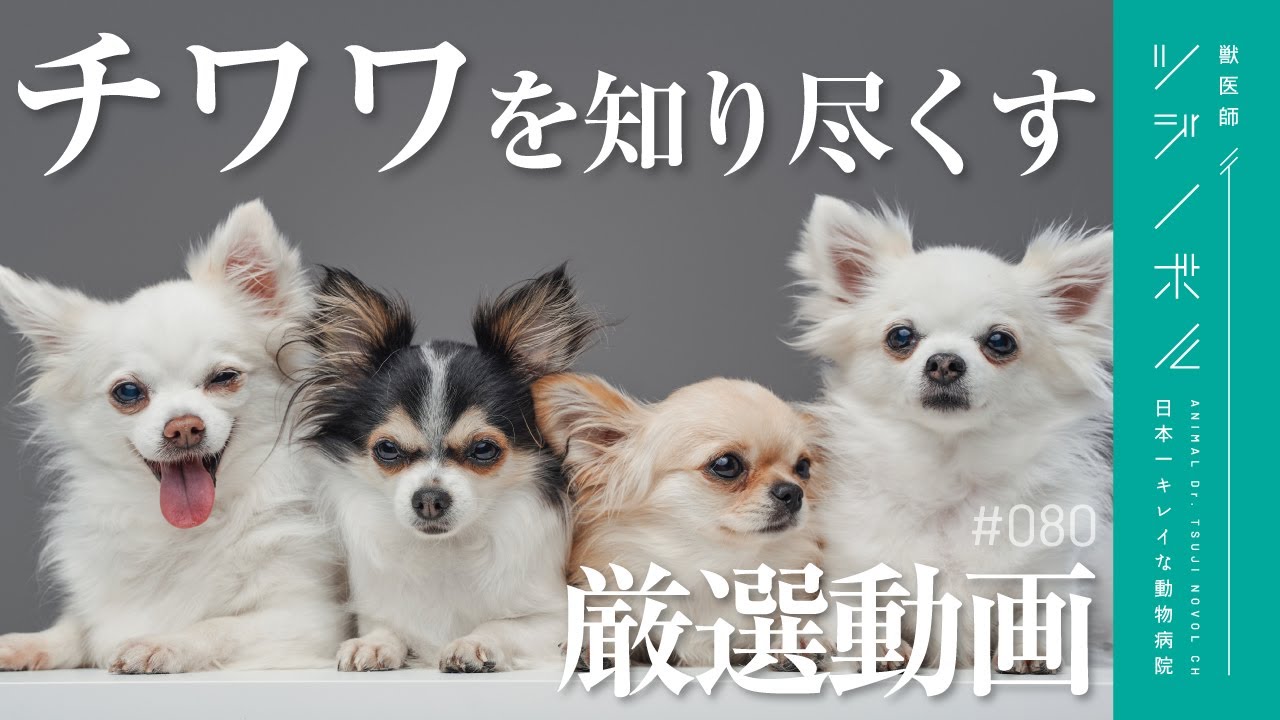 【総集編】チワワを完全理解！性格｜フード｜しつけを徹底解説【獣医師ツジノボル】