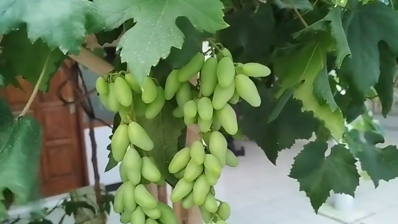 Ini, hasil pemupukan organik, anggur pun dapat berbuah, tidak kalah dengan pupuk kimia.