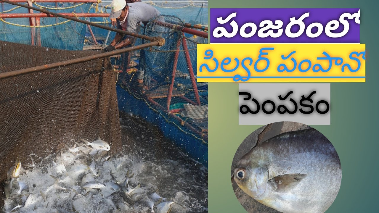 Silver pompano fish farming