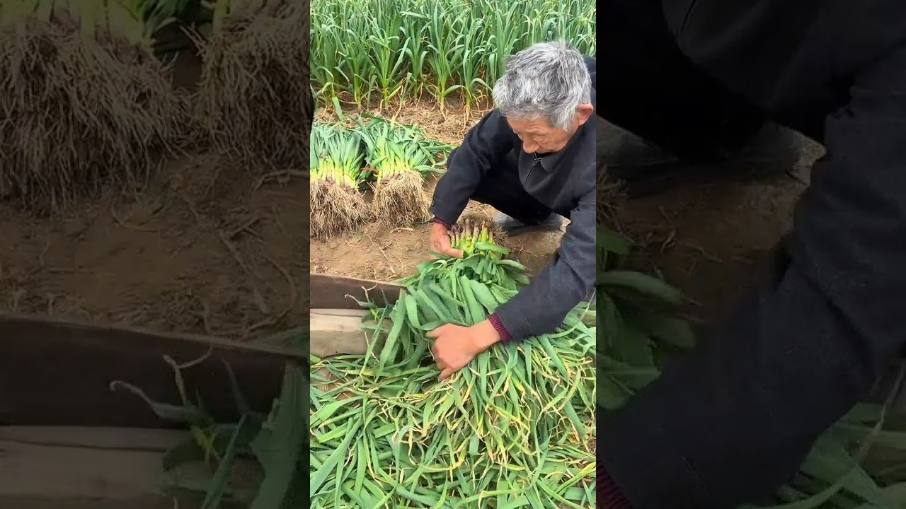 An elderly farmer trims fresh green leeks after a harvest in the field