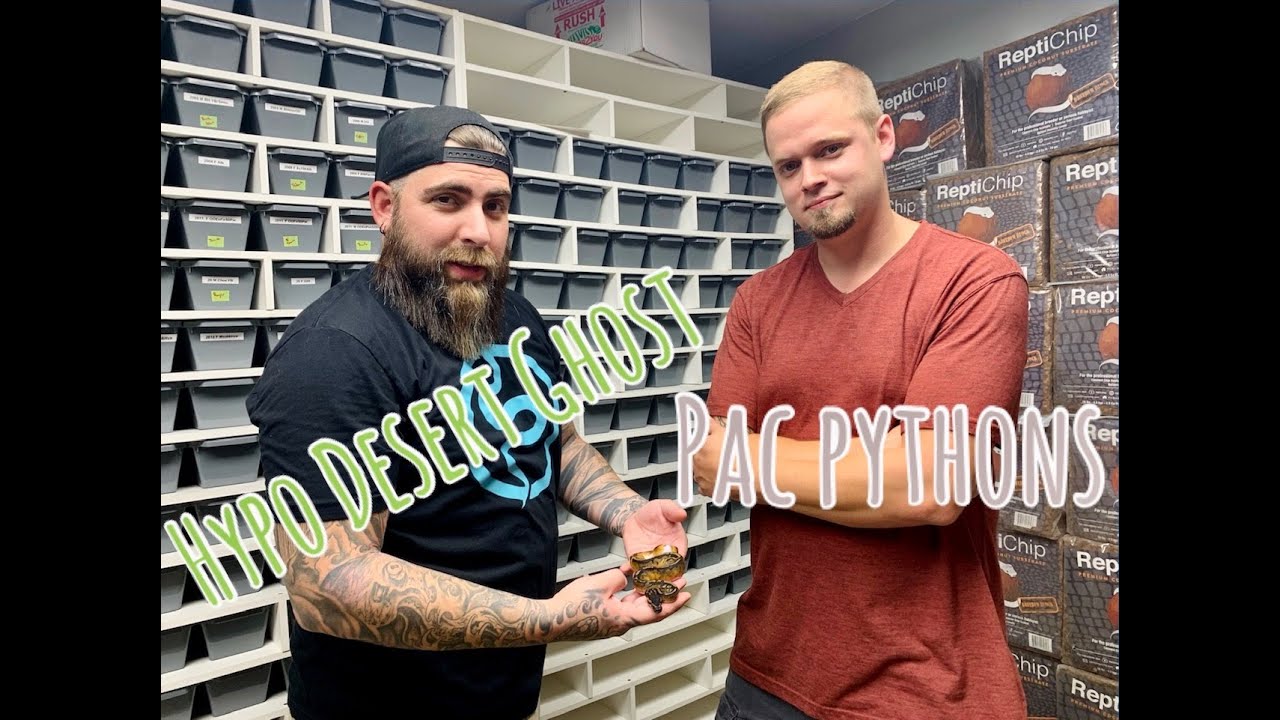 Let's check out a Hypo Desert Ghost project with Pac Pythons