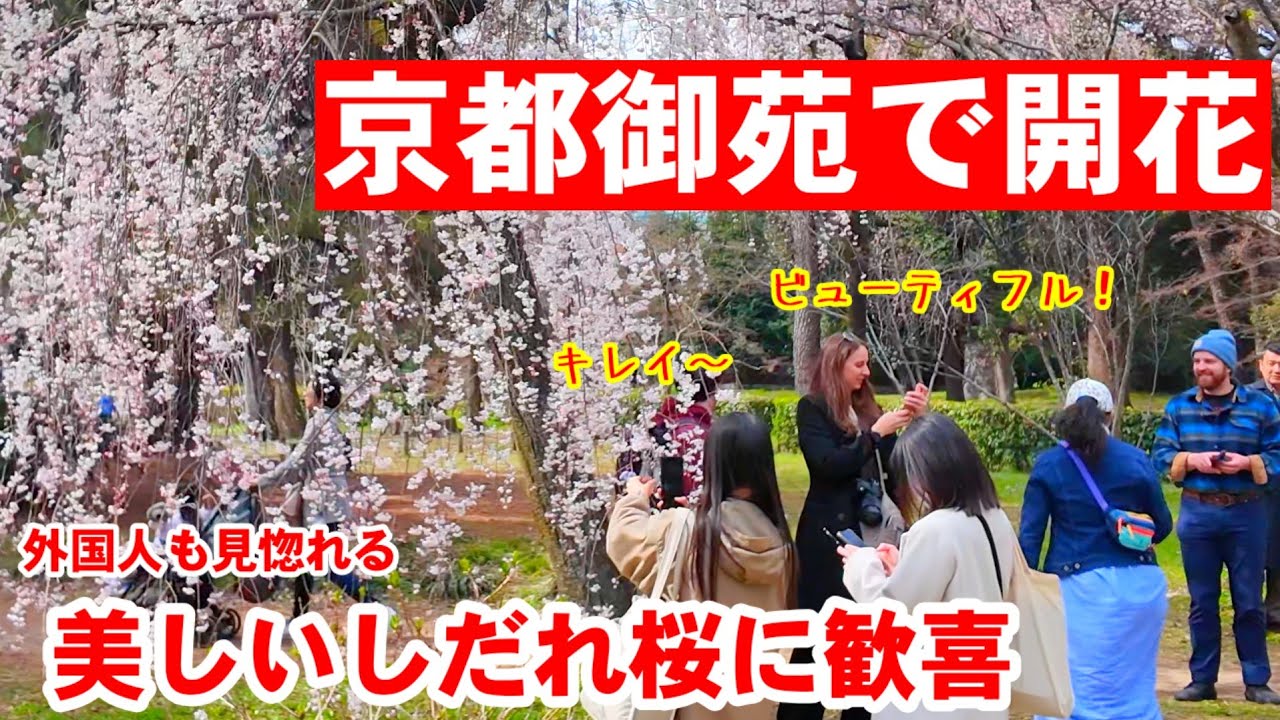 3/20(金祝)京都御苑で桜開花🌸外国人も見惚れる美しいしだれ桜(糸桜)に歓喜！