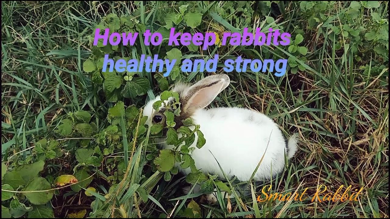 How to keep rabbits healthy and strong - Primitive KH