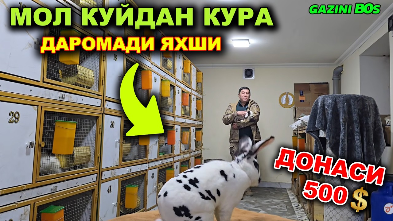 УЙ ШАРОИТИДА ПОДВАЛДА КУЁН ФЕРМА КИЛИБ ОЙИГА 500 - 1000$ КЕЛТИРАДИГАН БИЗНЕС ИДЕА