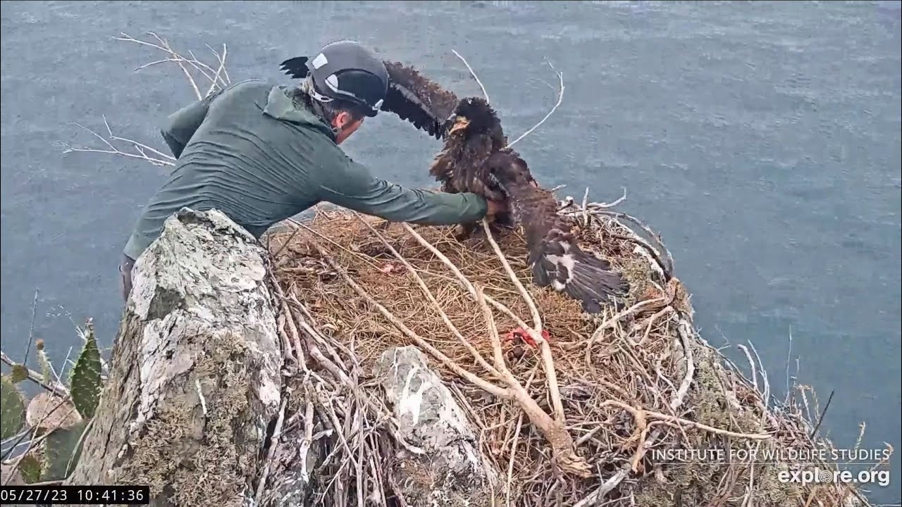 Two Harbors Nest - Dr. Sharpe Bands a Feisty Eaglet - 5/27/23