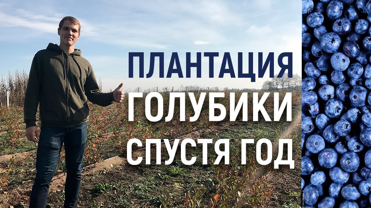 Плантация голубики спустя год