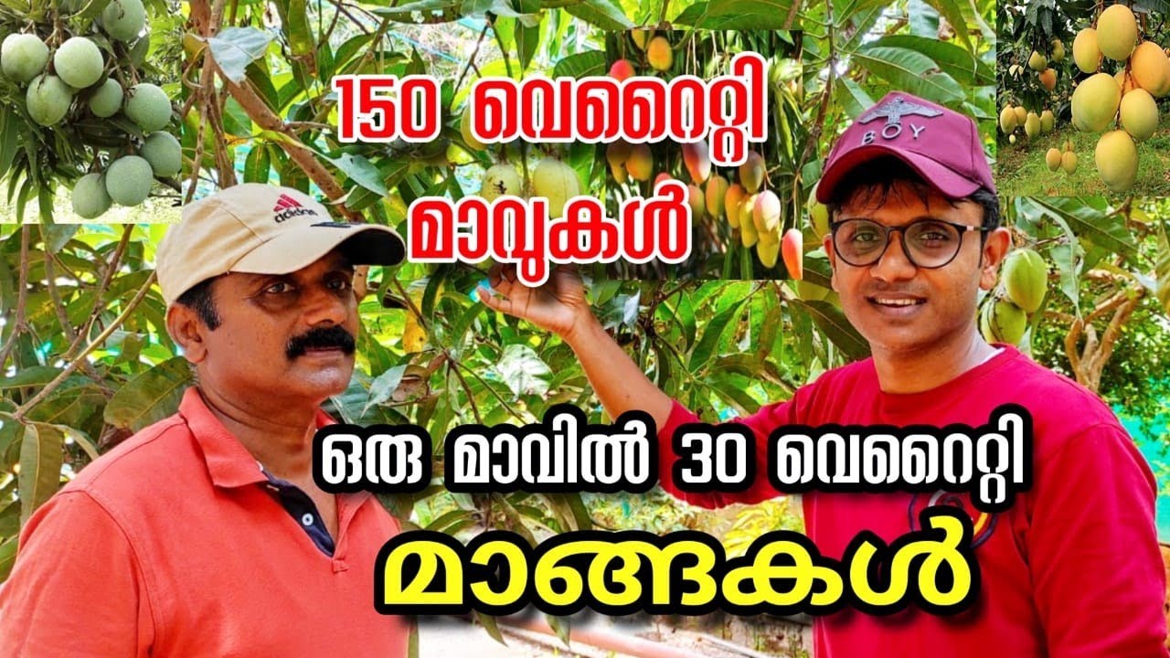 ഈ വീഡിയോ കണ്ടാൽ നമ്മുടെ വീട്ടിലും ഒരു മാവിൻ തൈ നടാൻ തോന്നും/#mango #mangofarming #fruitfarms #farm