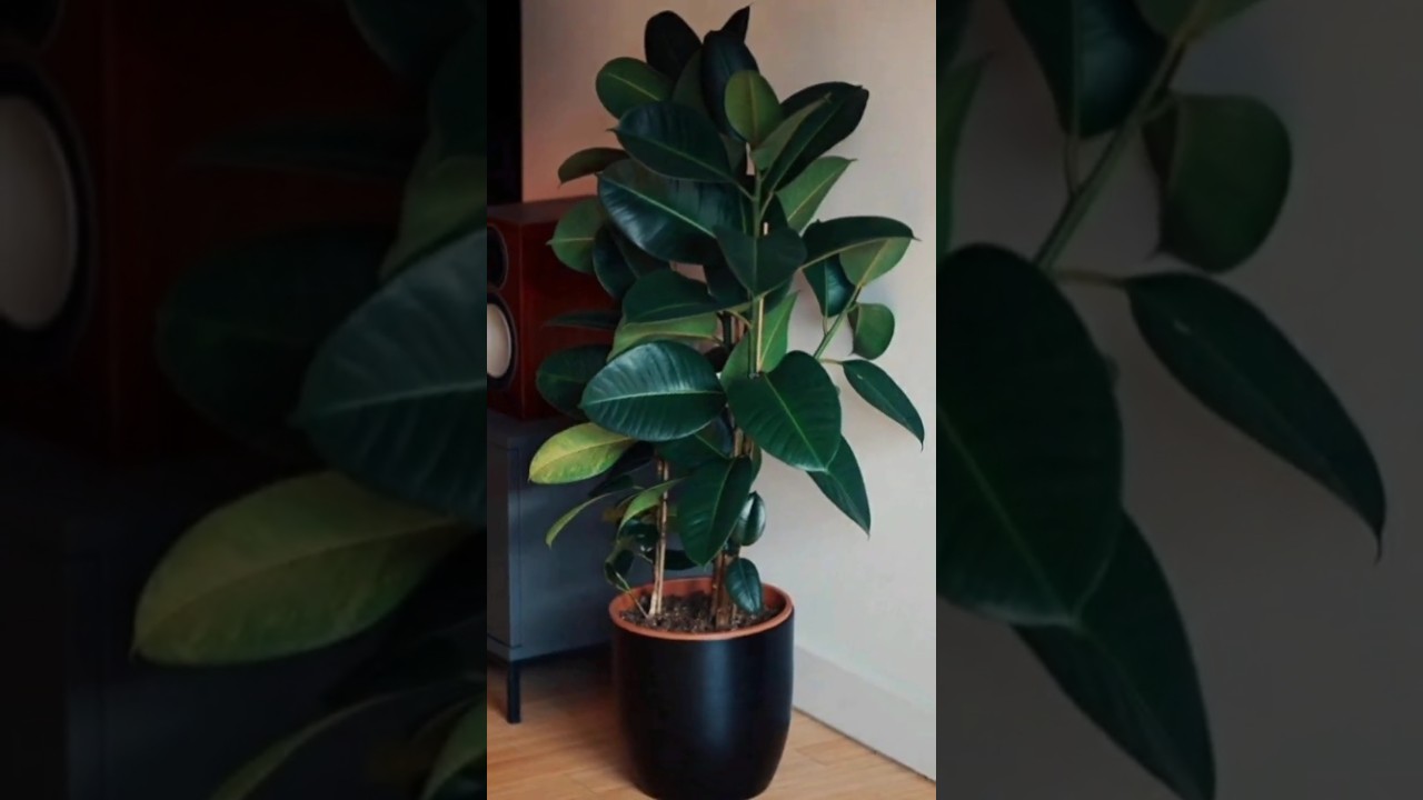 🌿✨ Rubber Plant – Modern Indoor Décor Idea