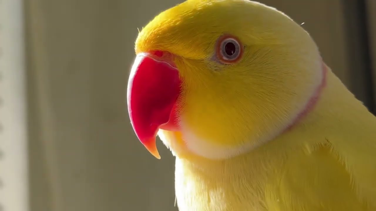 Bowie Chatter