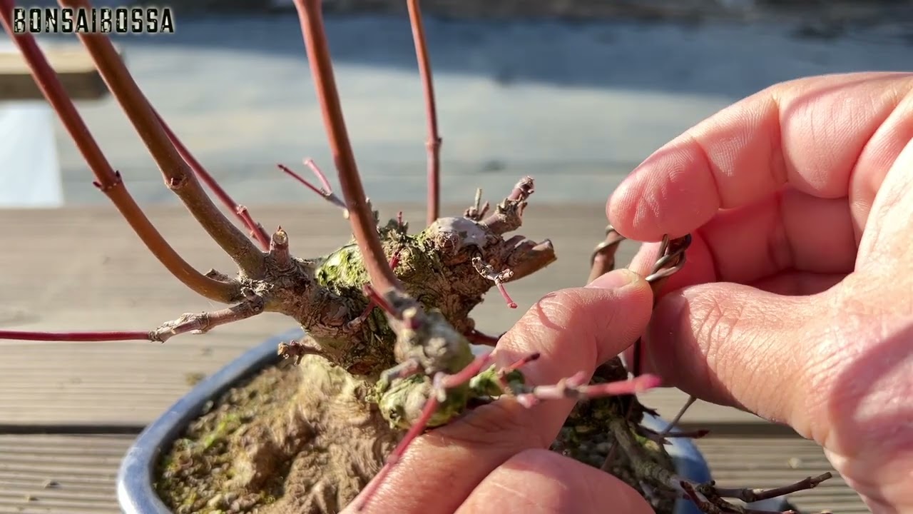 【YMJ】太い枝落としたら雰囲気変わった 