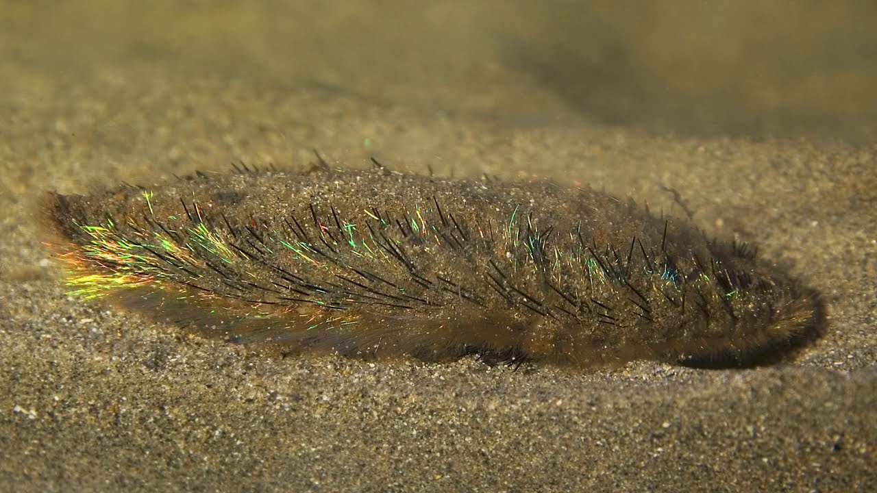 Aphrodita aculeata Polychaete worm Sea Mouse Seemaus Night Dive