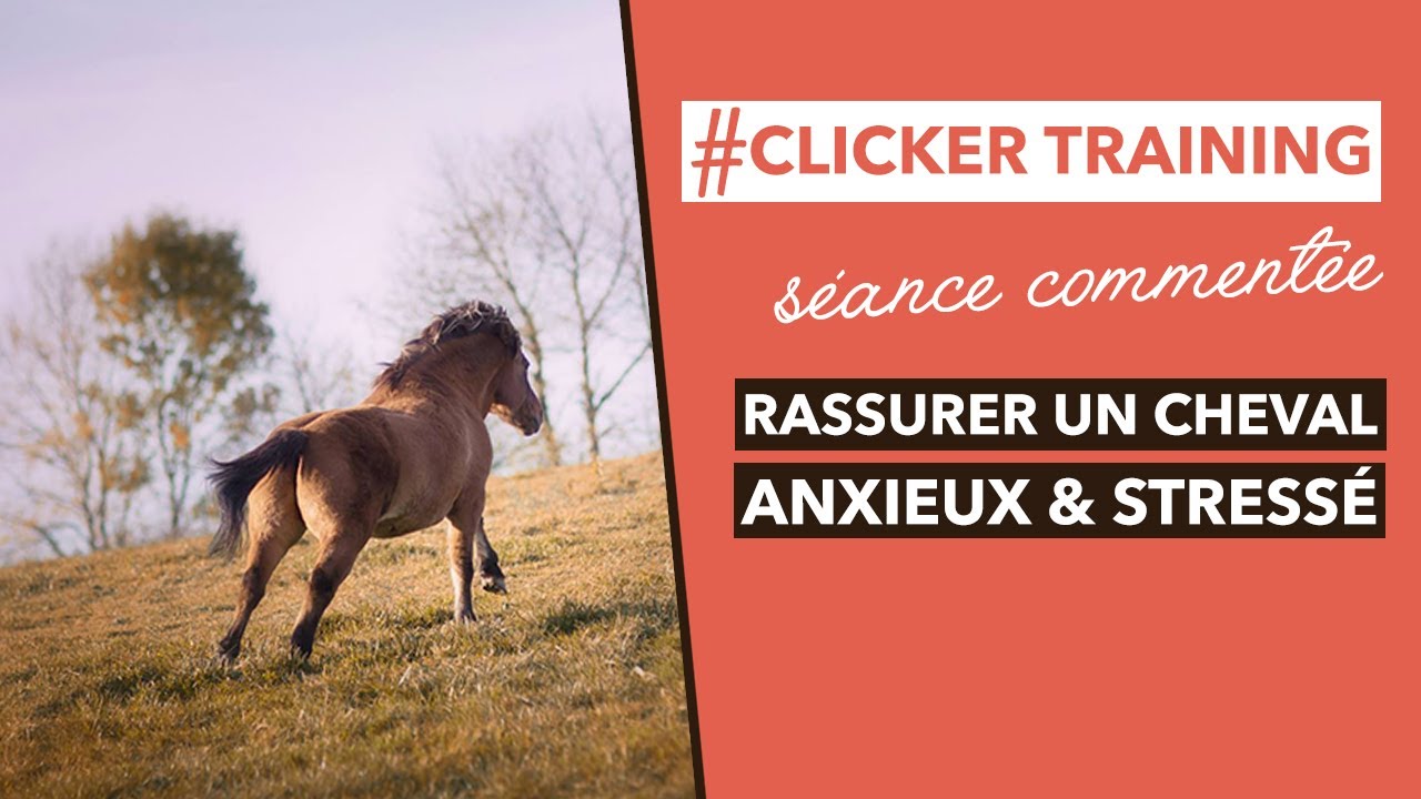 RASSURER UN CHEVAL STRESSÉ - Clicker Training