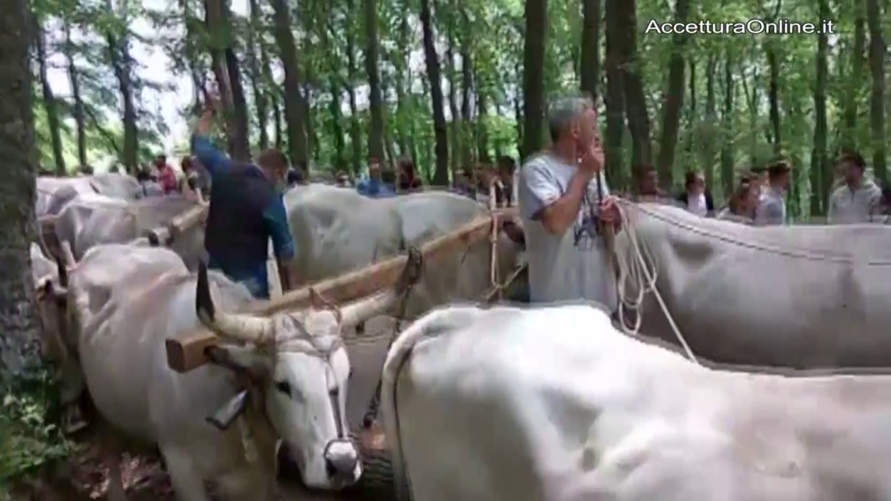 Le nozze dell'anno ad Accettura. Il maggio ha sposato la cima