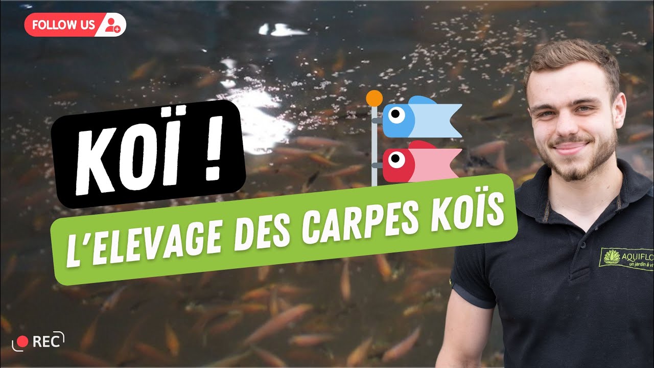 LES ALEVINS DE CARPES KOÏS