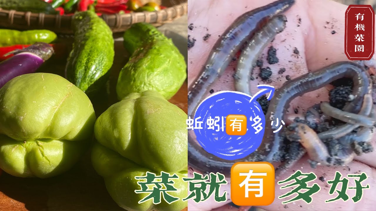 【有机堆肥2⃣️0⃣️蚯蚓🪱】最喜欢吃你厨房里的什么东西？