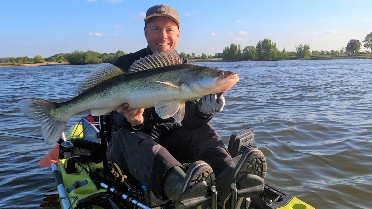 Snoekbaars tijdens meervallen op de Waal