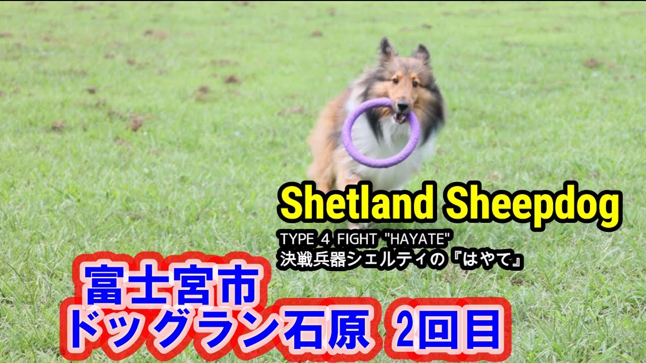 シェルティ はやて 026 ドッグラン石原 侵攻作戦 2回目