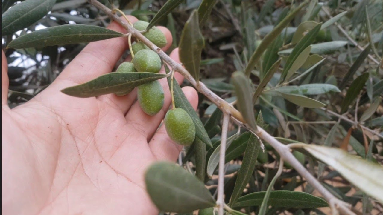 شوفو خير مولانا 😍 كاين الزيت هذا العام الخير كاين فالبادية ❤