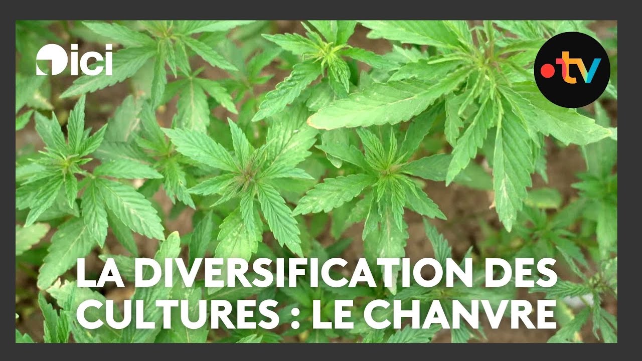 La diversification des cultures : le chanvre