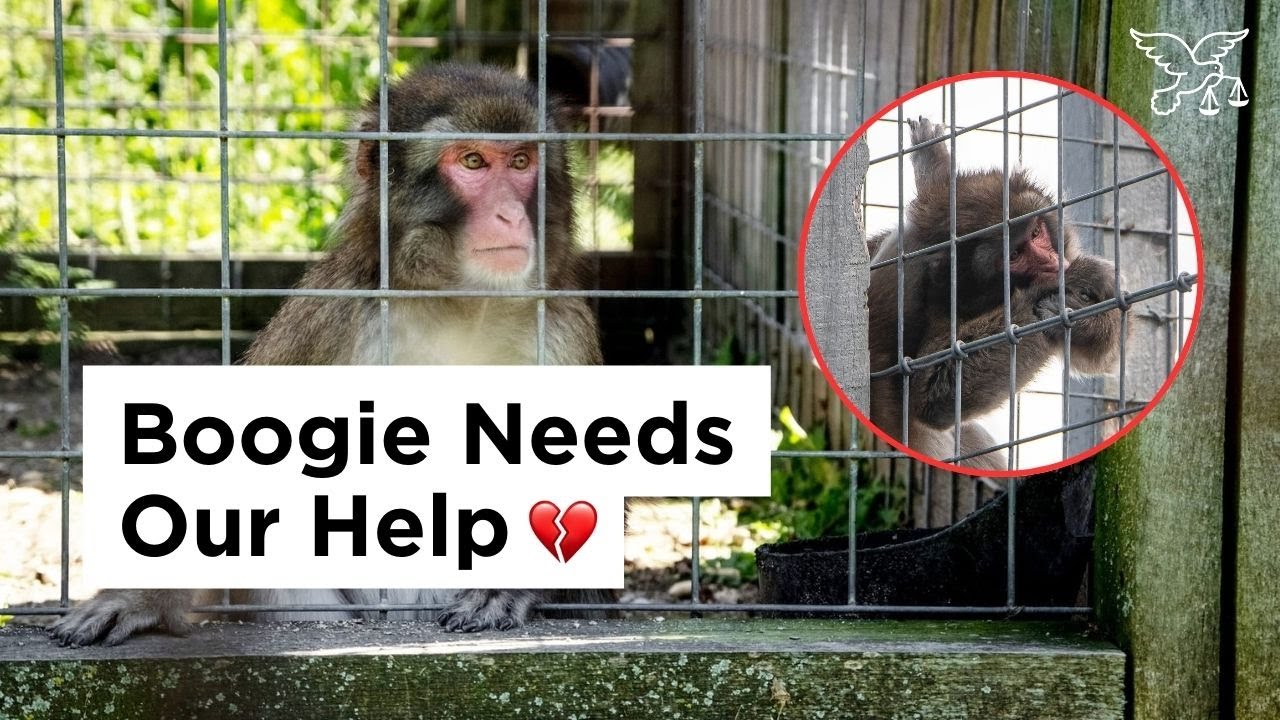 Boogie the Monkey Bites Herself Alone in a Cage at Bervie Zoo