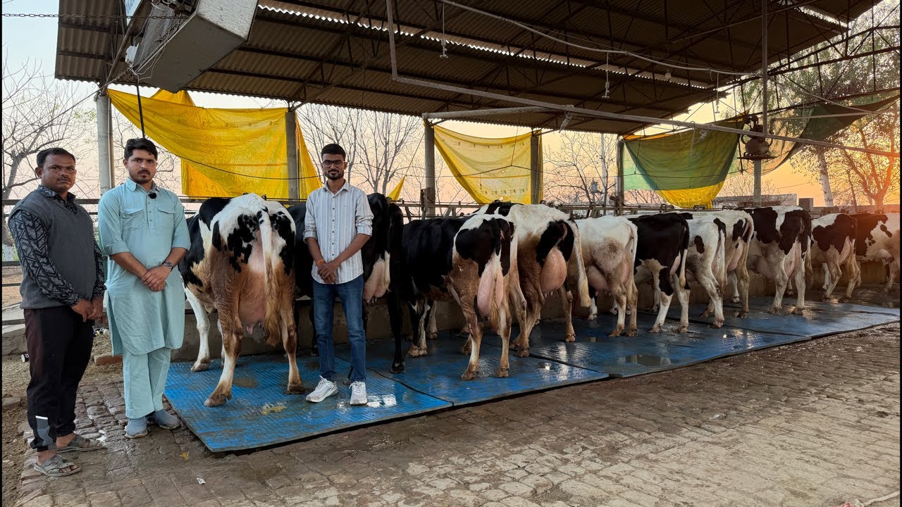 🛑Live🛑Gurwinder Dairy Farm || Call-73551-00093 || Pure Breed