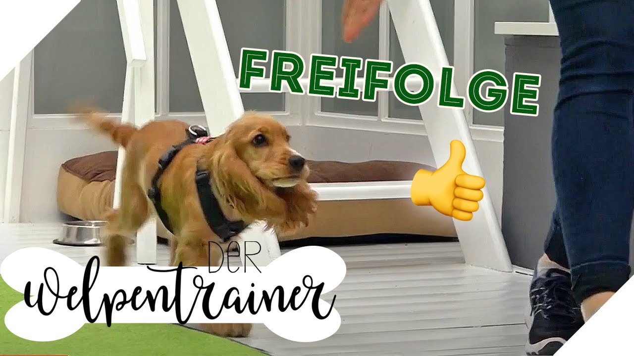 PRIMA! So folgt dir dein Hund ohne Leine | Der Welpentrainer | sixx