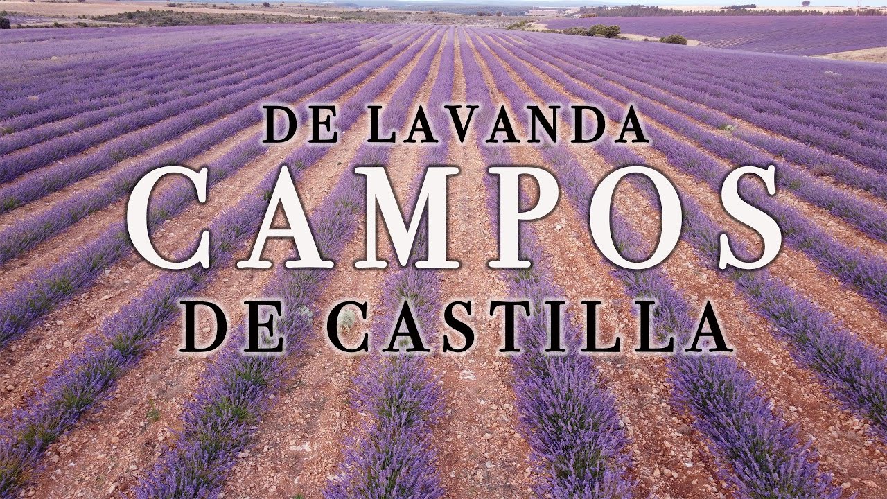 Cultivos de LAVANDA del pueblo burgalés de CALERUEGA y los Campos de Castilla de Antonio Machado