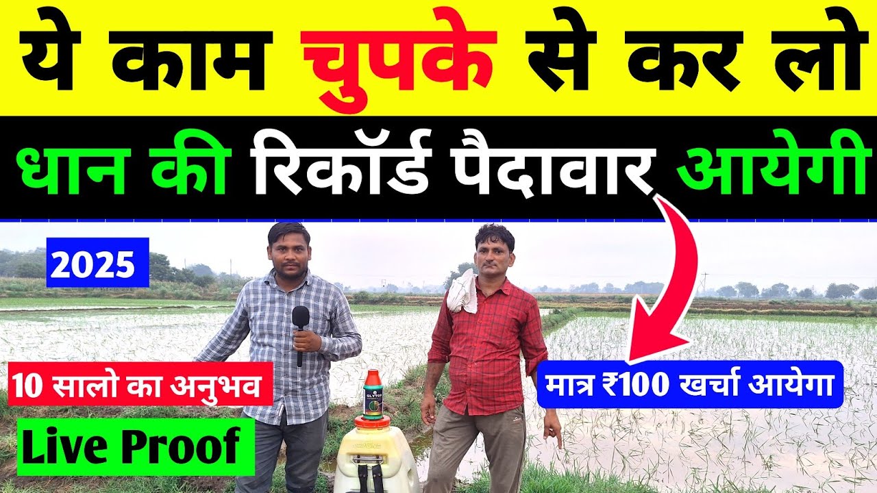 30% तक धान की पैदावार बढ़ेगी ये काम जरूर करे || धान की खेती कैसे करे | dhan ki kheti #dhankiropai