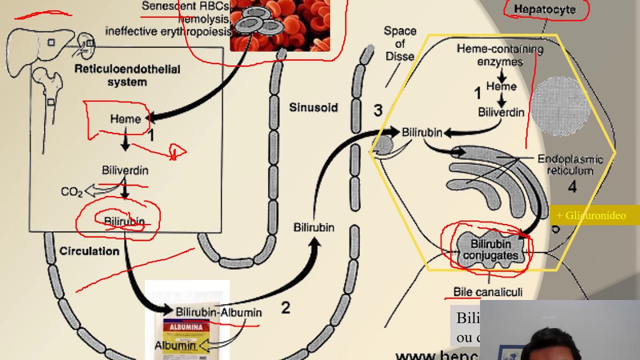 Aula Bioquímica Clínica   Função Hepática